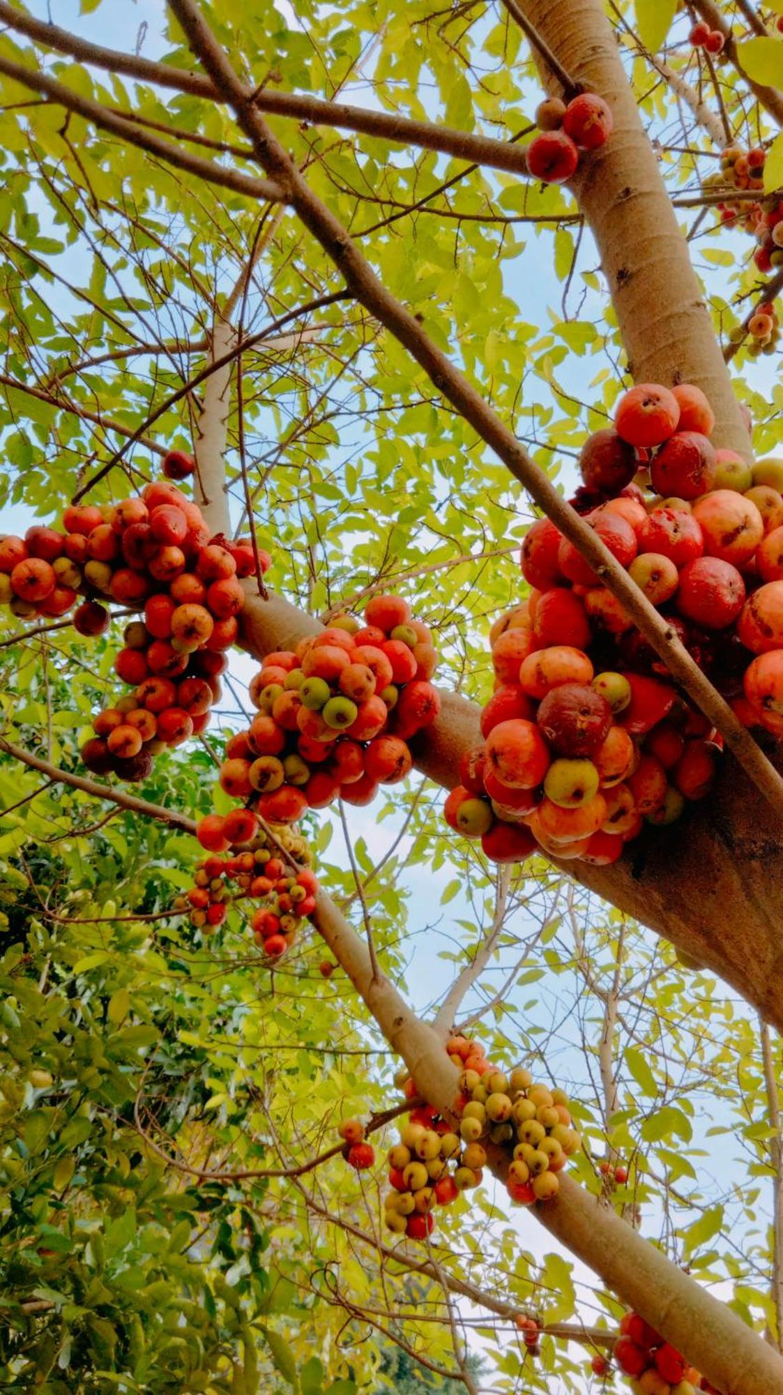 Hang Mua Eco Garden Xuan Son Dış mekan fotoğraf