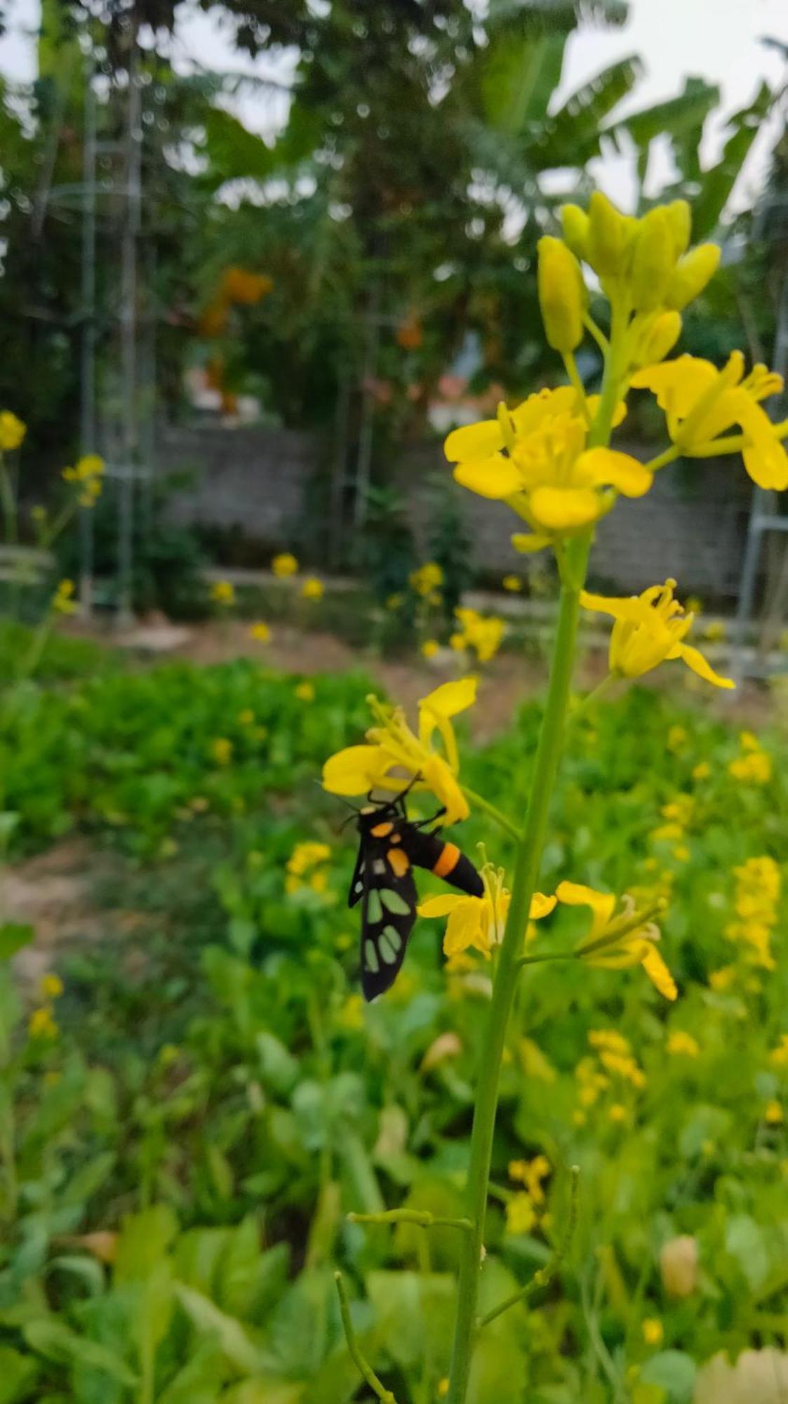 Hang Mua Eco Garden Xuan Son Dış mekan fotoğraf