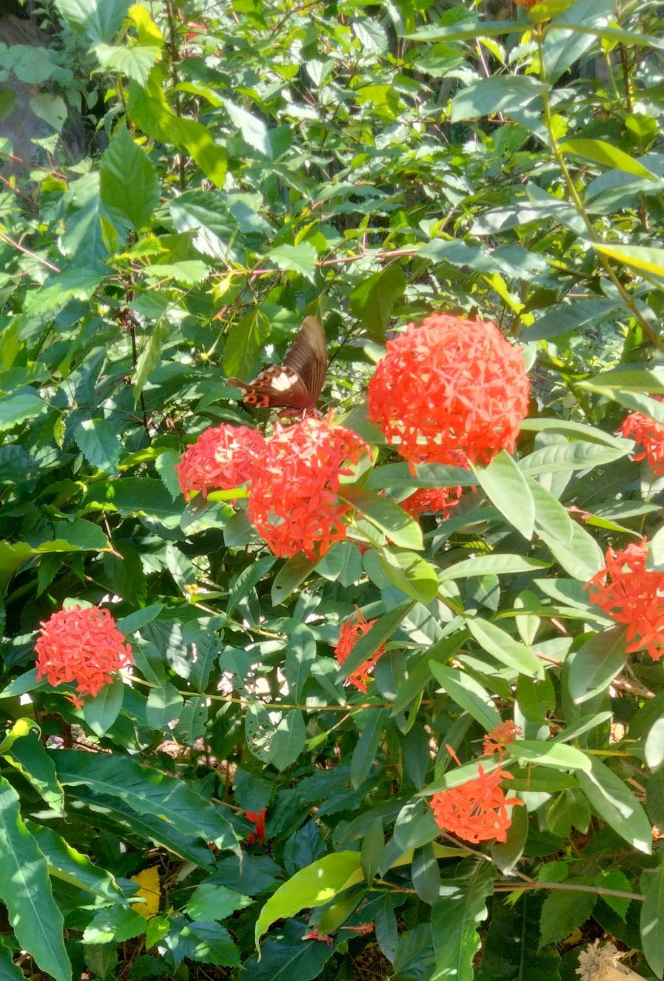 Hang Mua Eco Garden Xuan Son Dış mekan fotoğraf