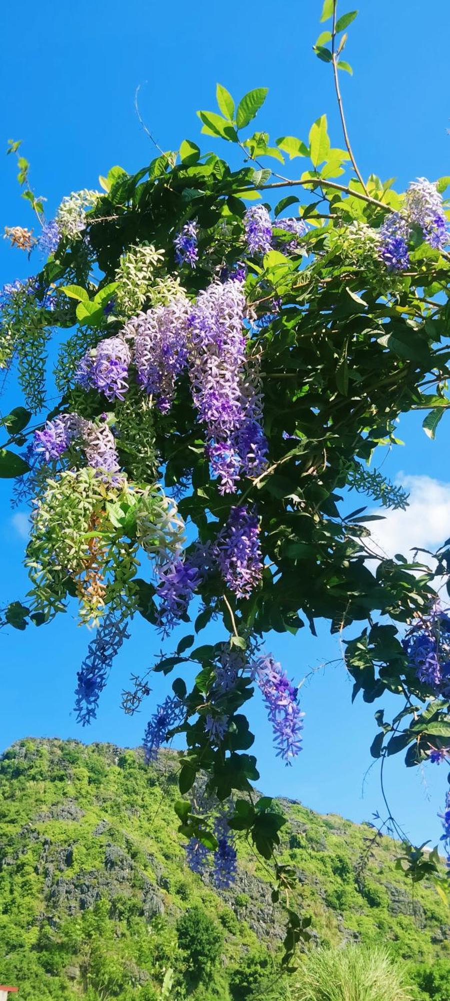 Hang Mua Eco Garden Xuan Son Dış mekan fotoğraf