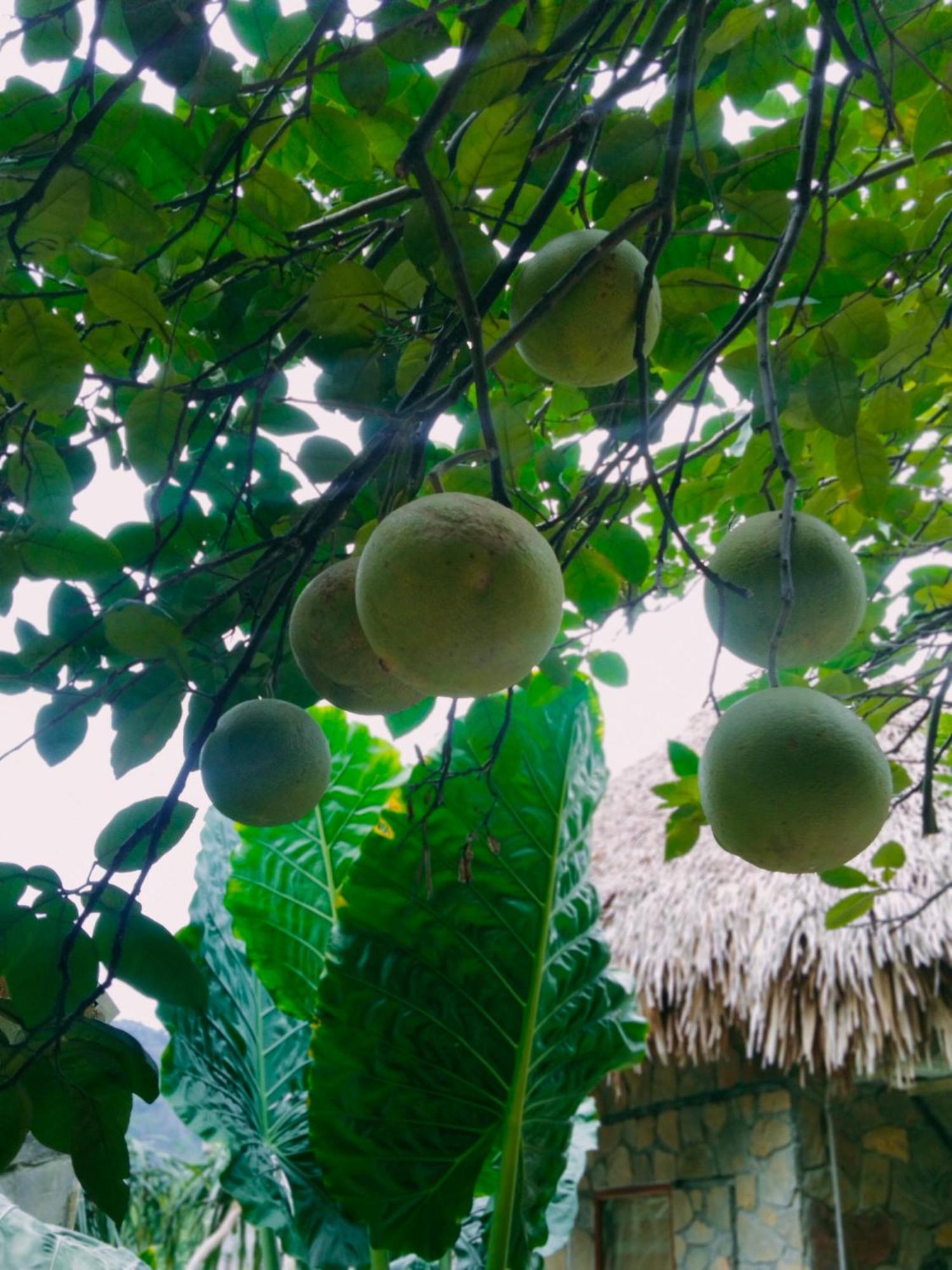 Hang Mua Eco Garden Xuan Son Dış mekan fotoğraf