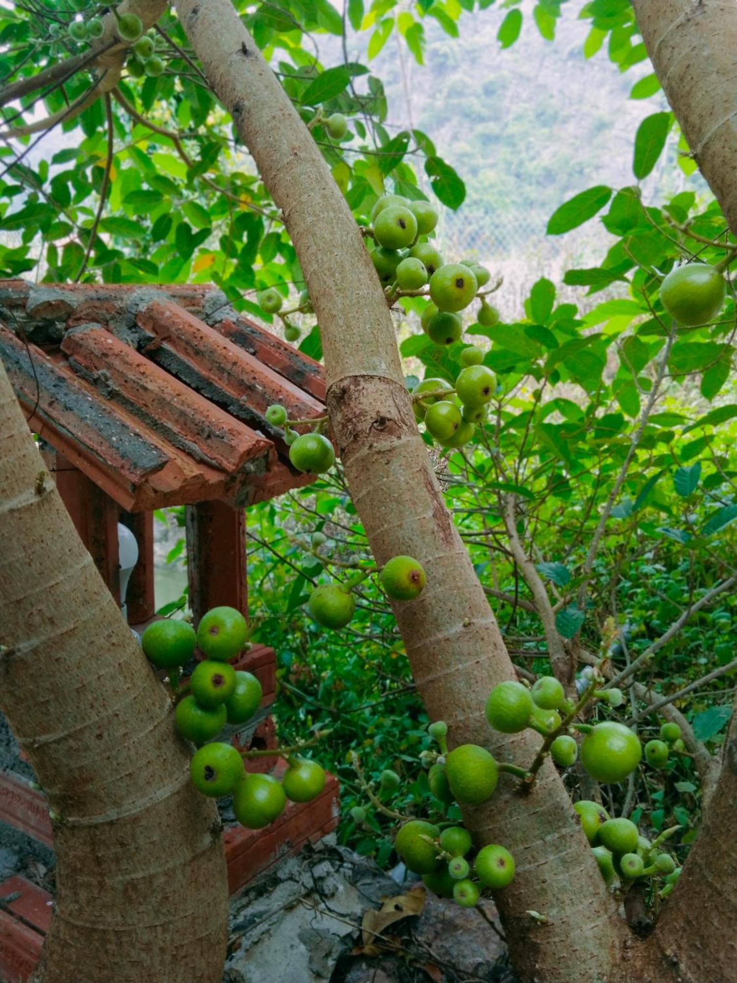 Hang Mua Eco Garden Xuan Son Dış mekan fotoğraf