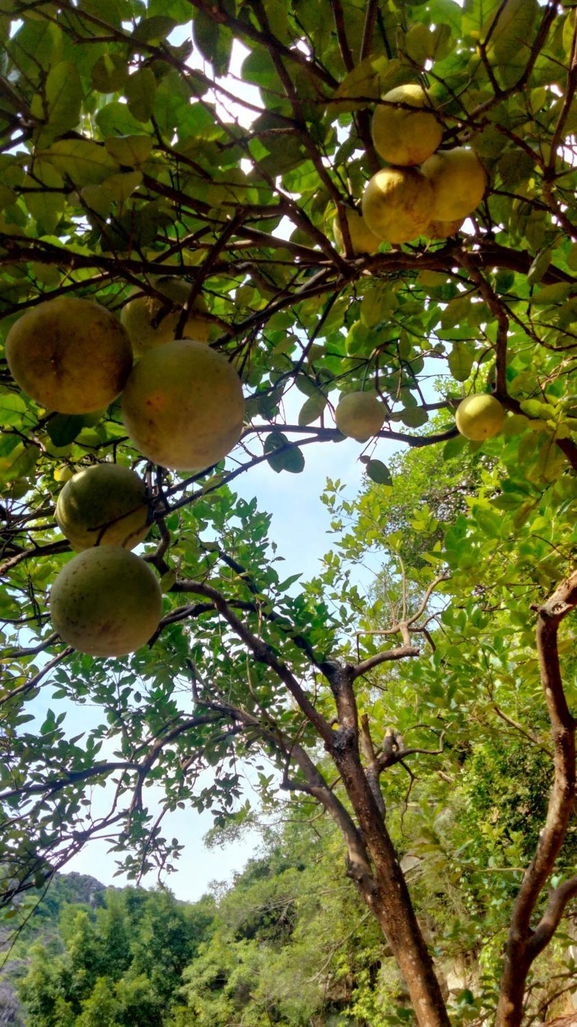 Hang Mua Eco Garden Xuan Son Dış mekan fotoğraf