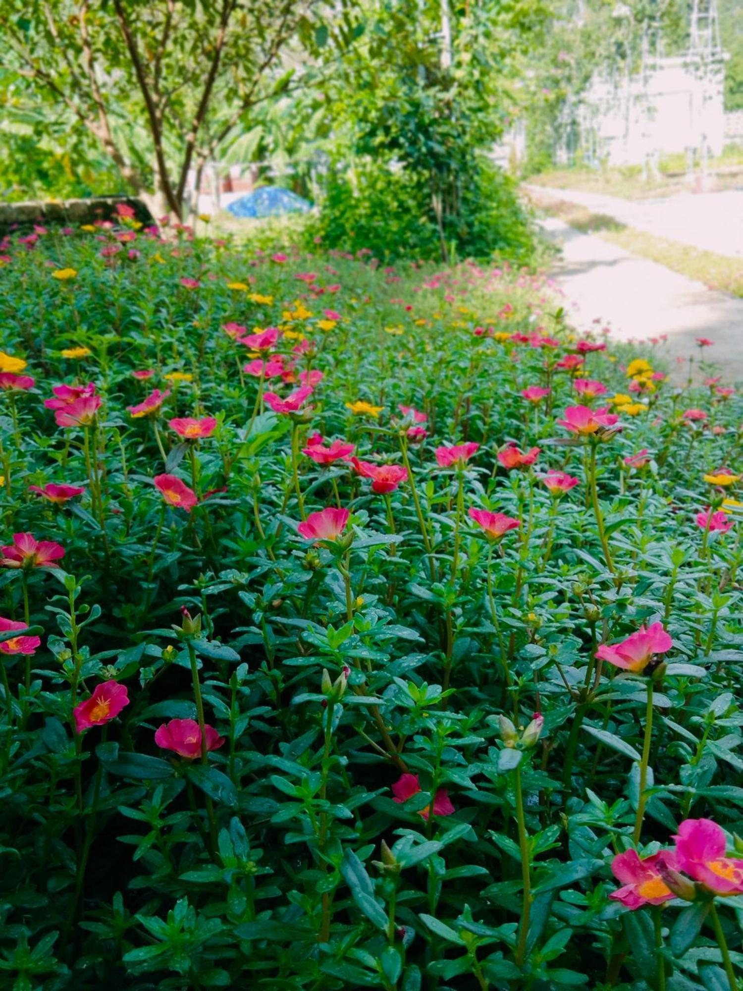 Hang Mua Eco Garden Xuan Son Dış mekan fotoğraf